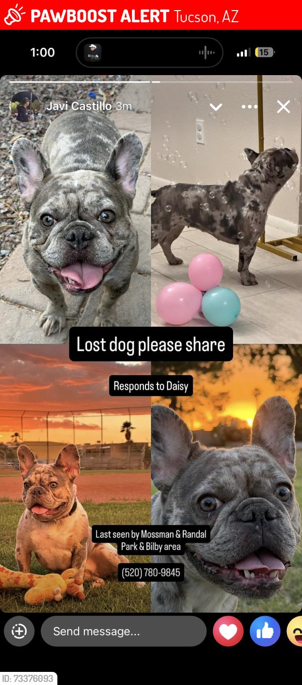 Lost Female Dog last seen Randall and Mossman, Tucson, AZ 85706