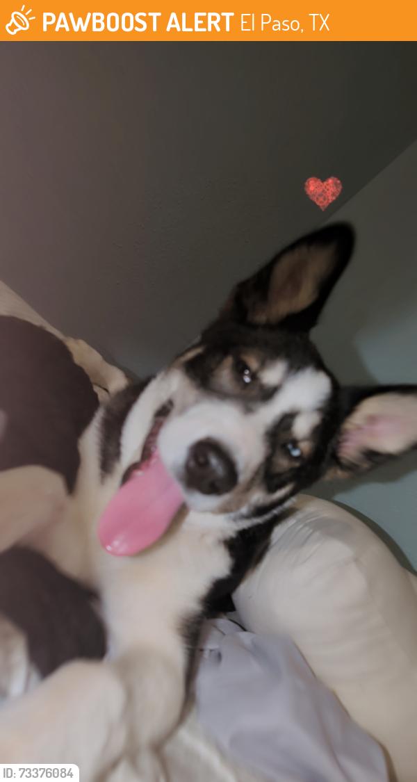 Found/Stray Female Dog last seen She was running near idea mesquite hills, El Paso, TX 79934
