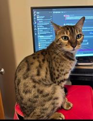 Lost Female Cat last seen Damman and Peerless, Harper Woods, MI 48225