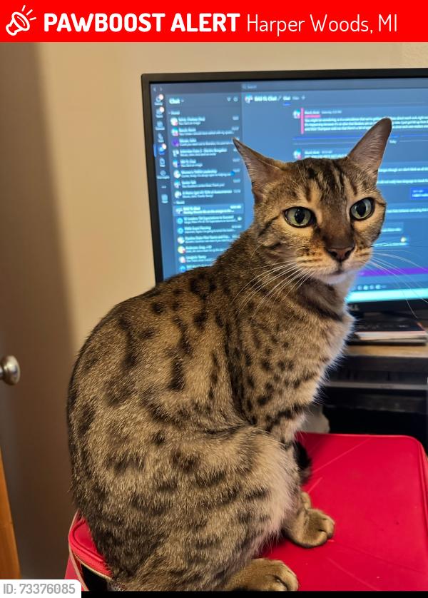 Lost Female Cat last seen Damman and Peerless, Harper Woods, MI 48225