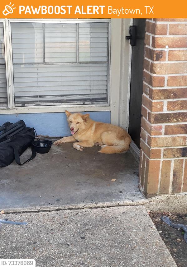 Found/Stray Male Dog last seen The watermark apts, Baytown, TX 77520