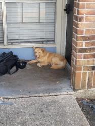 Found/Stray Male Dog last seen The watermark apts, Baytown, TX 77520