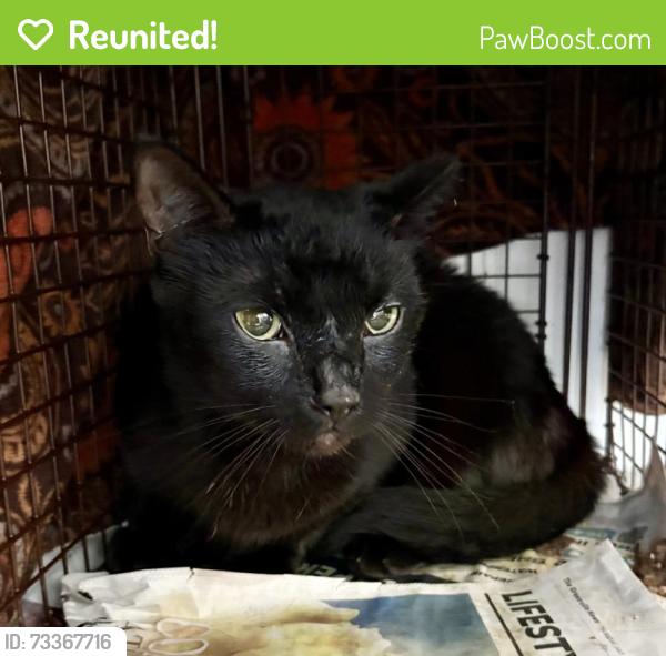 Reunited Unknown Cat last seen Near Wendy’s, Simpsonville, SC 29681