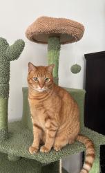 Lost Female Cat last seen Flanigans on 88th, Miami, FL 33186