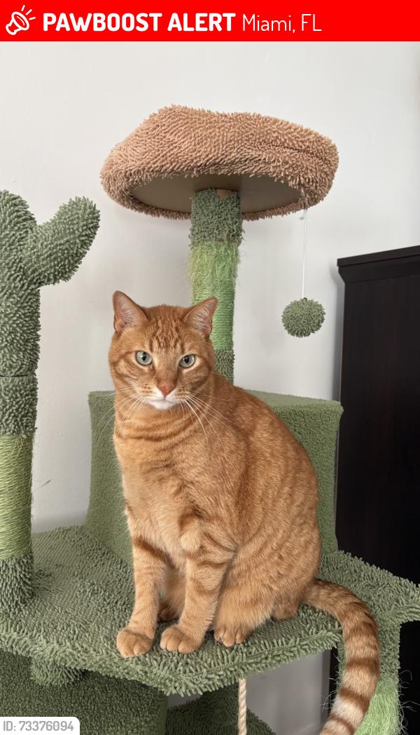Lost Female Cat last seen Flanigans on 88th, Miami, FL 33186