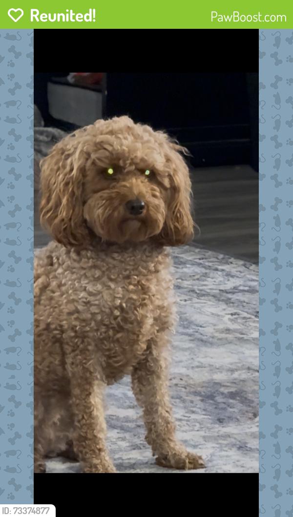Reunited Female Dog last seen Near w Tidwell Kearns, UT, Kearns, UT 84118