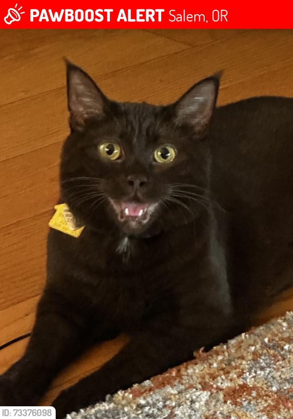 Lost Female Cat last seen 63rd Ave East Salem Oregon, Salem, OR 97317
