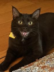 Lost Female Cat last seen 63rd Ave East Salem Oregon, Salem, OR 97317