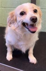 Shelter Stray Female Dog last seen VALLEY HI DR & CENTER PKWY, 2127 Front St, Sacramento, CA 95818, USA