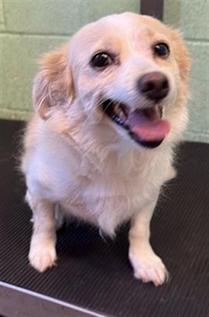 Shelter Stray Female Dog last seen VALLEY HI DR & CENTER PKWY, 2127 Front St, Sacramento, CA 95818, USA