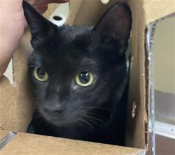 Shelter Stray Female Cat last seen 28TH ST & POWERHOUSE ALY, 2127 Front St, Sacramento, CA 95818, USA