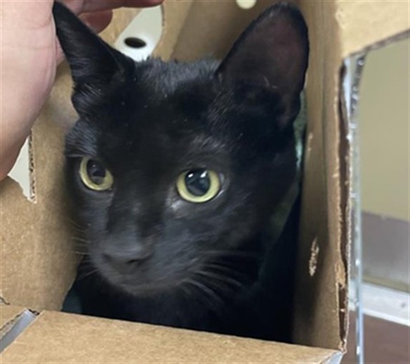 Shelter Stray Female Cat last seen 28TH ST & POWERHOUSE ALY, 2127 Front St, Sacramento, CA 95818, USA