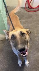 Shelter Stray Female Dog last seen NORWOOD AVE & LAMPASAS, 2127 Front St, Sacramento, CA 95818, USA