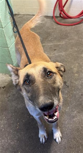 Shelter Stray Female Dog last seen NORWOOD AVE & LAMPASAS, 2127 Front St, Sacramento, CA 95818, USA