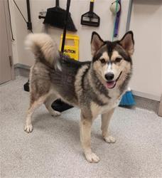 Shelter Stray Male Dog last seen SHELDON RD / ELK GROVE FLORIN RD, 9150 Union Park Way, Elk Grove, CA 95624, USA