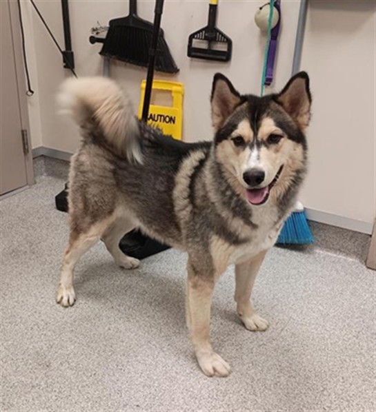 Shelter Stray Male Dog last seen SHELDON RD / ELK GROVE FLORIN RD, 9150 Union Park Way, Elk Grove, CA 95624, USA