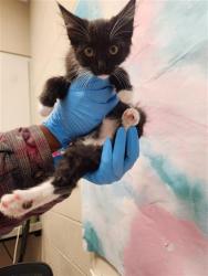 Shelter Stray Male Cat last seen MATINA DR / WILLARD PKWY, 9150 Union Park Way, Elk Grove, CA 95624, USA