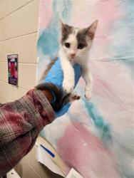 Shelter Stray Female Cat last seen MATINA DR / WILLARD PKWY, 9150 Union Park Way, Elk Grove, CA 95624, USA