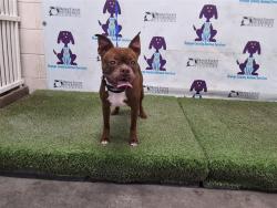 Shelter Stray Male Dog last seen , 2769 Conroy Rd, Orlando, FL 32839, USA