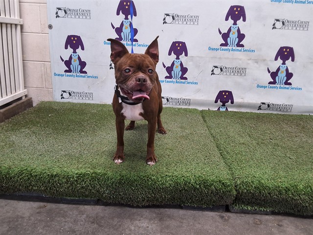 Shelter Stray Male Dog last seen , 2769 Conroy Rd, Orlando, FL 32839, USA