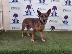 Shelter Stray Female Dog last seen , 2769 Conroy Rd, Orlando, FL 32839, USA