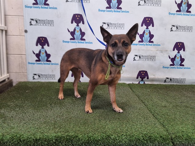 Shelter Stray Female Dog last seen , 2769 Conroy Rd, Orlando, FL 32839, USA