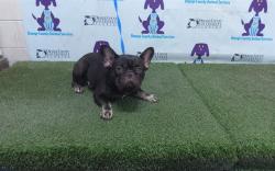 Shelter Stray Female Dog last seen , 2769 Conroy Rd, Orlando, FL 32839, USA