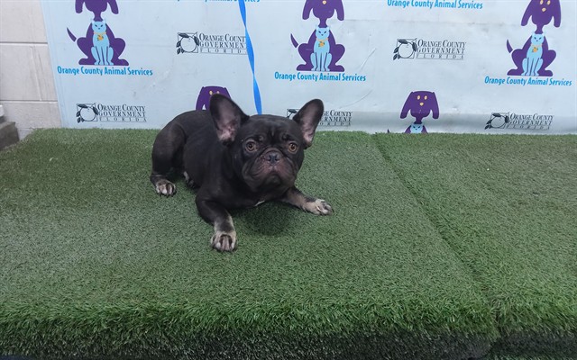 Shelter Stray Female Dog last seen , 2769 Conroy Rd, Orlando, FL 32839, USA