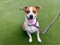 Shelter Stray Female Dog last seen , 11361 W Pico Blvd, Los Angeles, CA 90064, USA