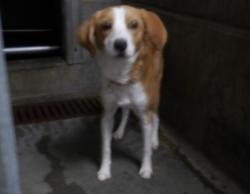 Shelter Stray Female Dog last seen , 11361 W Pico Blvd, Los Angeles, CA 90064, USA
