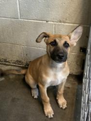 Shelter Stray Male Dog last seen , 11361 W Pico Blvd, Los Angeles, CA 90064, USA