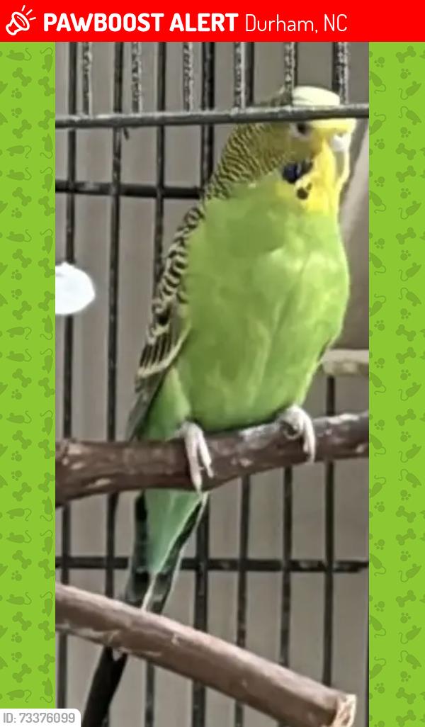 Lost Unknown Bird last seen Guess rd Durham, Durham, NC 27705