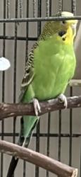 Lost Unknown Bird last seen Guess rd Durham, Durham, NC 27705
