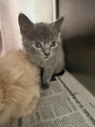 Shelter Stray Male Cat last seen Near BLOCK EDISON AVE, 2020 Forest St, Jacksonville, FL 32204, USA