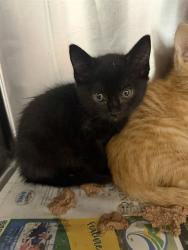 Shelter Stray Female Cat last seen Near BLOCK EDISON AVE, 2020 Forest St, Jacksonville, FL 32204, USA