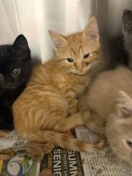 Shelter Stray Male Cat last seen Near BLOCK EDISON AVE, 2020 Forest St, Jacksonville, FL 32204, USA