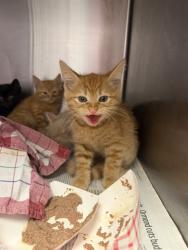 Shelter Stray Male Cat last seen Near BLOCK EDISON AVE, 2020 Forest St, Jacksonville, FL 32204, USA