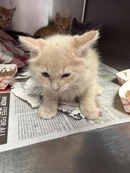 Shelter Stray Male Cat last seen Near BLOCK EDISON AVE, 2020 Forest St, Jacksonville, FL 32204, USA