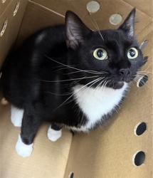 Shelter Stray Female Cat last seen FEDOR DR, 2020 Forest St, Jacksonville, FL 32204, USA