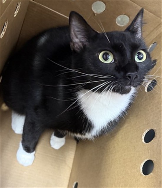 Shelter Stray Female Cat last seen FEDOR DR, 2020 Forest St, Jacksonville, FL 32204, USA