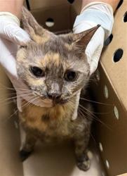 Shelter Stray Female Cat last seen FEDOR DR, 2020 Forest St, Jacksonville, FL 32204, USA