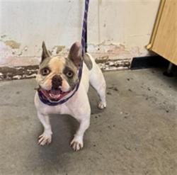 Shelter Stray Female Dog last seen , 600 Aviation Dr, Camarillo, CA 93010, USA