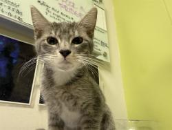 Shelter Stray Female Cat last seen Near BLOCK COTTONWOOD ST, PUEBLO CO 81004, 4600 Eagleridge Pl, Pueblo, CO 81008, USA
