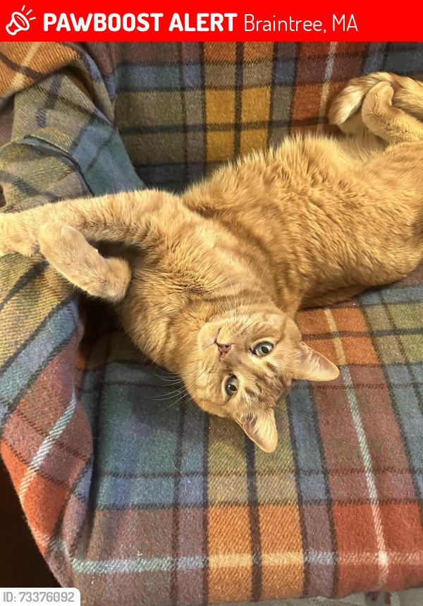 Lost Male Cat last seen Corner of Lawnview and Pinecrest in Braintree, Braintree, MA 02184