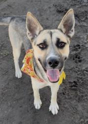 Shelter Stray Female Dog last seen Near BLOCK WEEDPATCH HWY, BAKERSFIELD CA 93307, 3951 Fruitvale Ave, Bakersfield, CA 93308, USA
