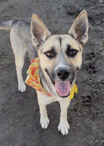 Shelter Stray Female Dog last seen Near BLOCK WEEDPATCH HWY, BAKERSFIELD CA 93307, 3951 Fruitvale Ave, Bakersfield, CA 93308, USA