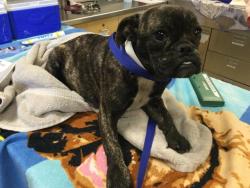 Shelter Stray Female Dog last seen Near BLOCK AVENUE C PERRIS CA 92570, 6851 Van Buren Boulevard, Jurupa Valley, CA 92509, USA