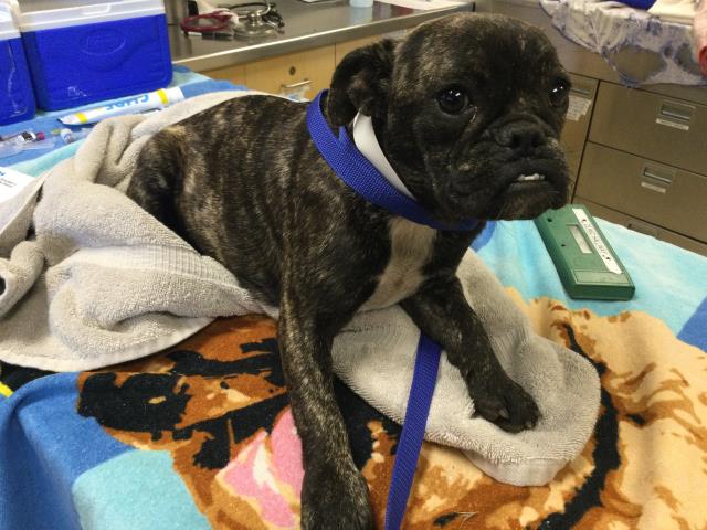 Shelter Stray Female Dog last seen Near BLOCK AVENUE C PERRIS CA 92570, 6851 Van Buren Boulevard, Jurupa Valley, CA 92509, USA