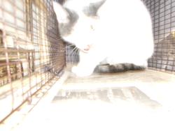 Shelter Stray Male Cat last seen , 14409 Vanowen St, Van Nuys, CA 91405, USA