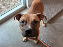 Shelter Stray Male Dog last seen DAVID WALKER DR/DORA AVE TAVARES, 12280 County Rd 448, Tavares, FL 32778, USA